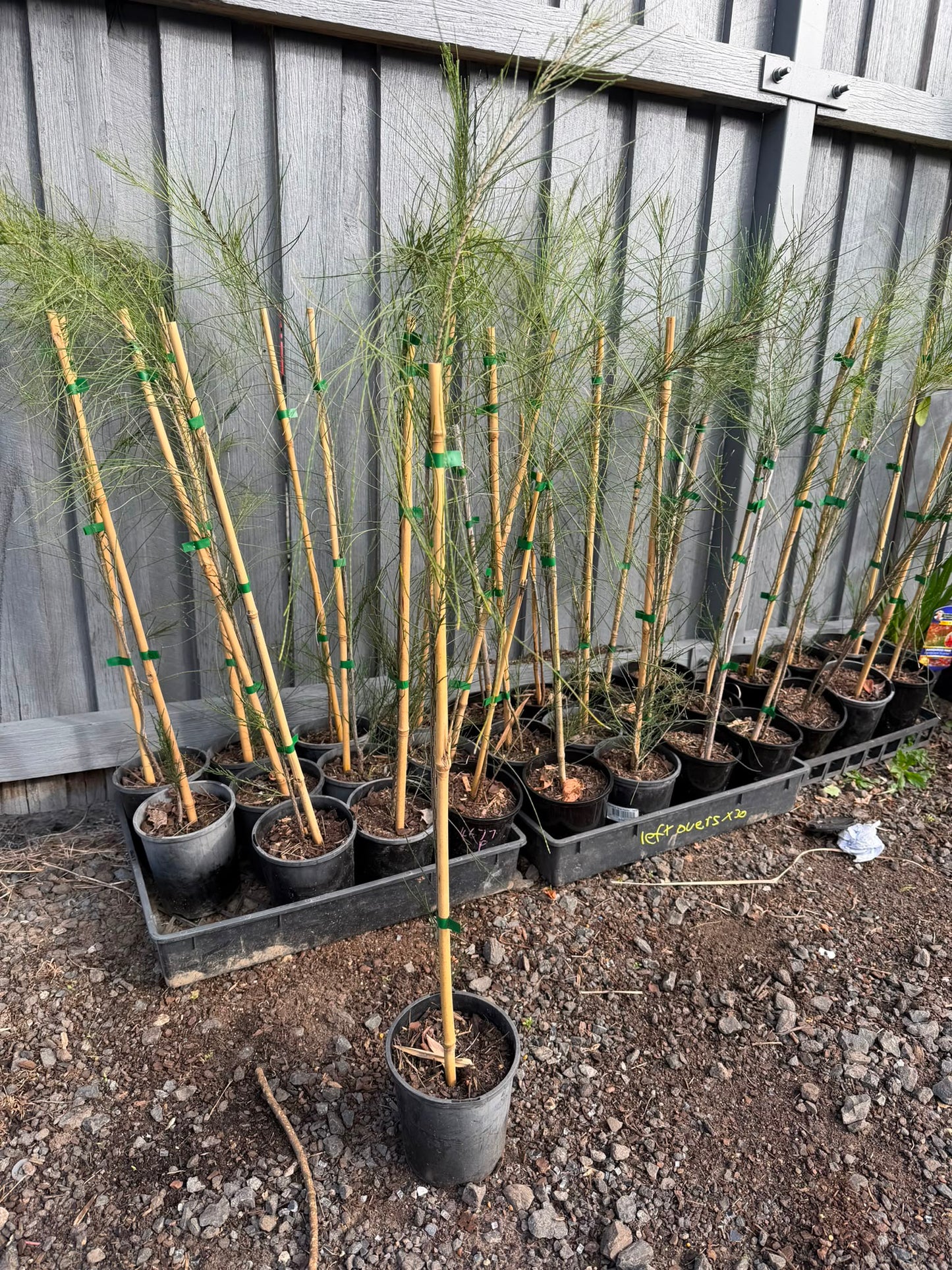 Casuarina Cunninghamiana (River She-Oak) CLEARANCE
