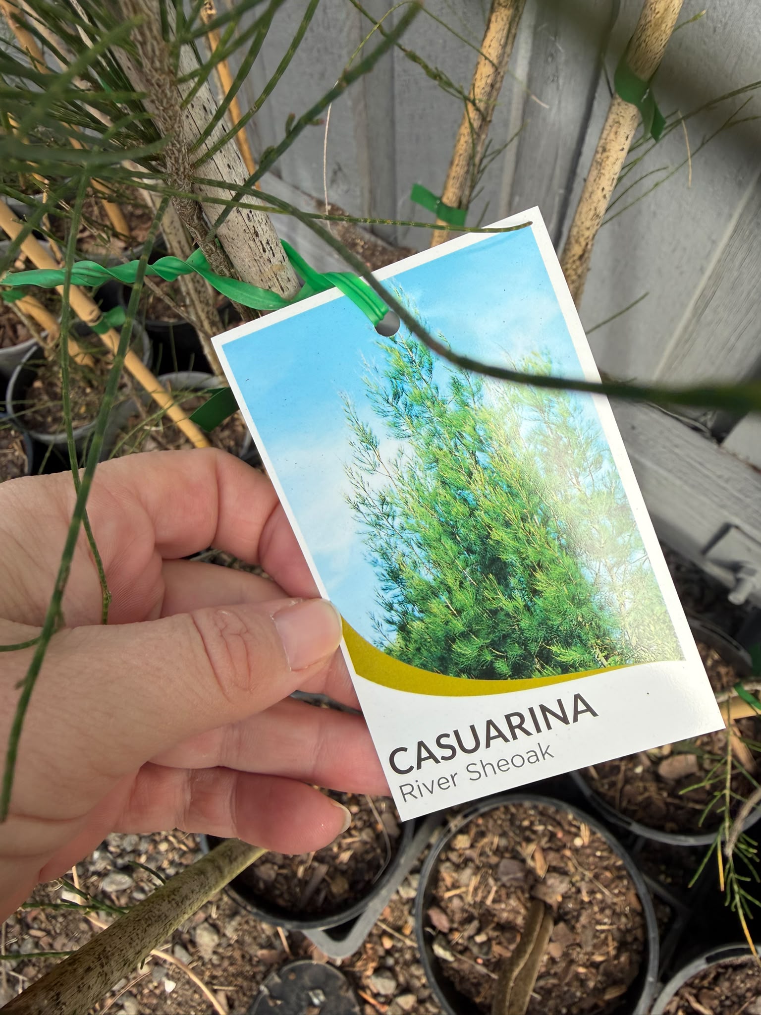 Casuarina Cunninghamiana (River She-Oak) CLEARANCE