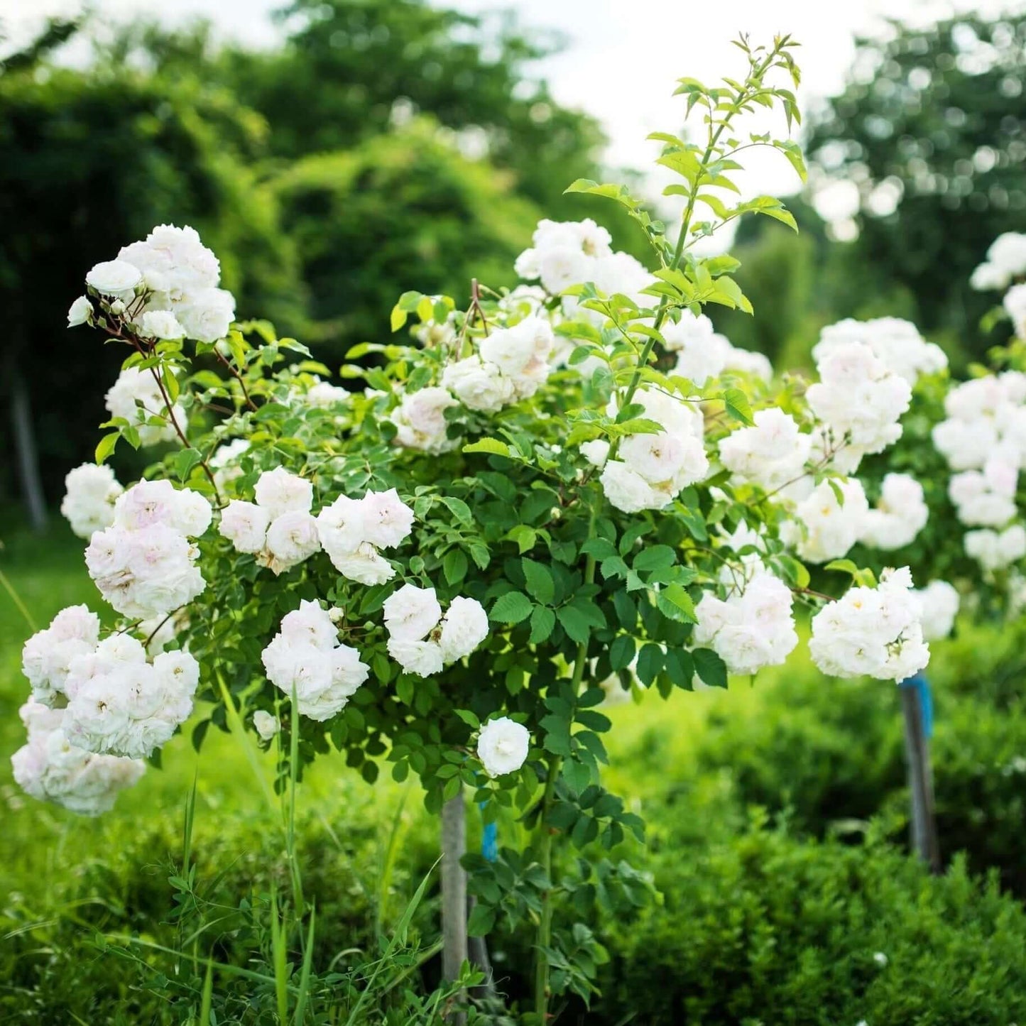 Rosa 'Iceberg' (White Iceberg Floribunda Rose)