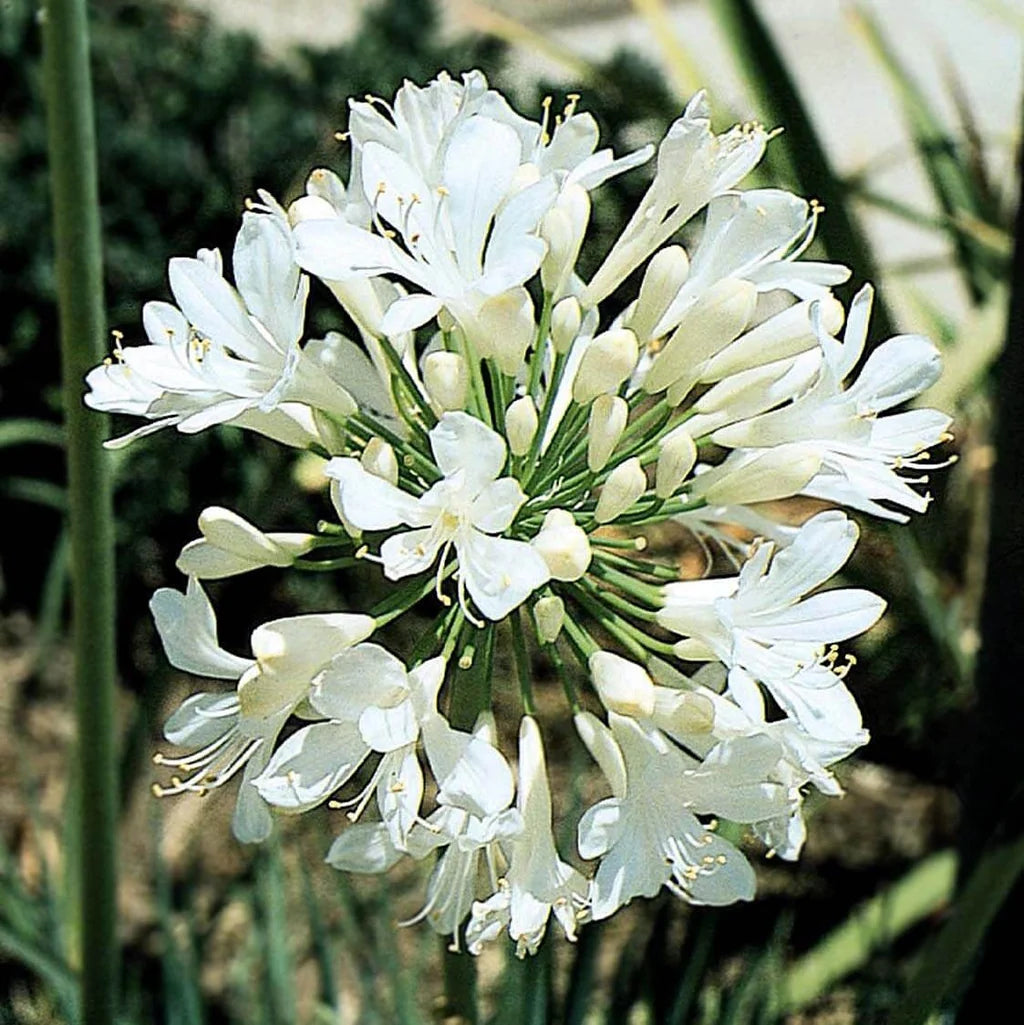 Agapanthus orientalis 'White' (White Lily of the Nile)
