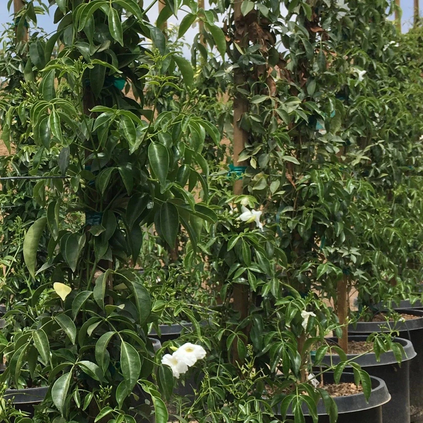 Pandorea Jasminoides (Lady Di Bower Vine)
