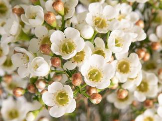 Chamelaucium 'White Diamond' (Geraldton Wax)