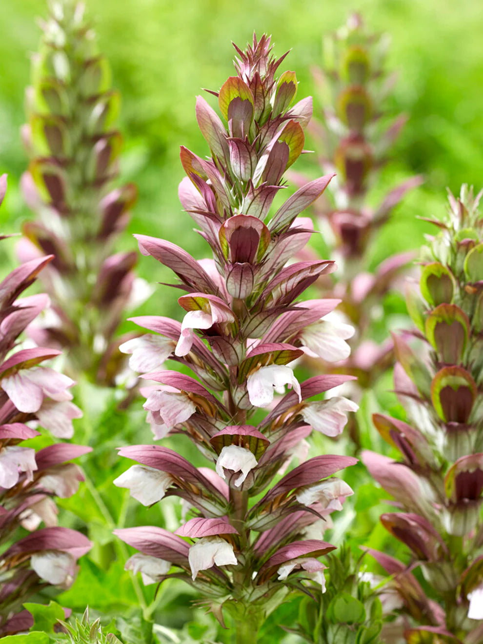 Acanthus Hungaricus 'White Lips'