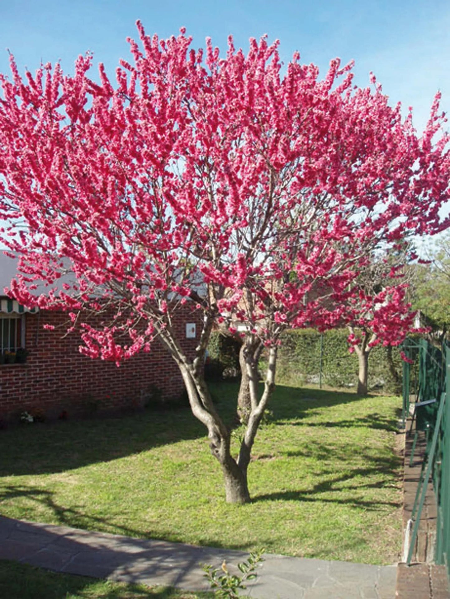 Prunus persica ‘Magnifica’ (Red Flowering Peach)