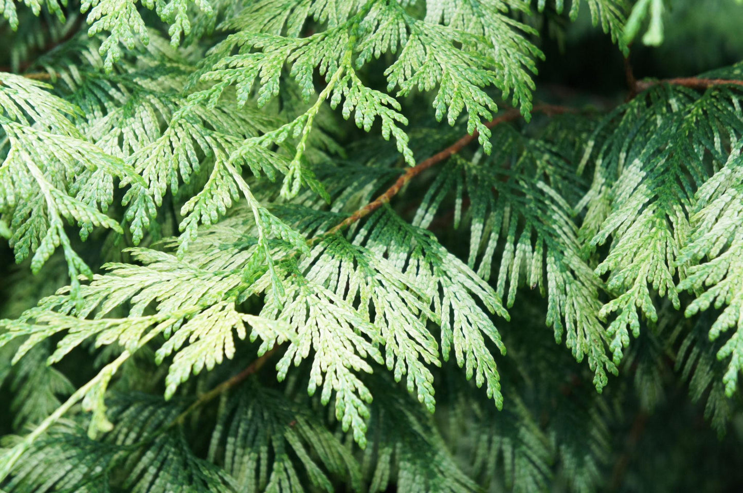Thuja Plicata (Western Red Cedar)