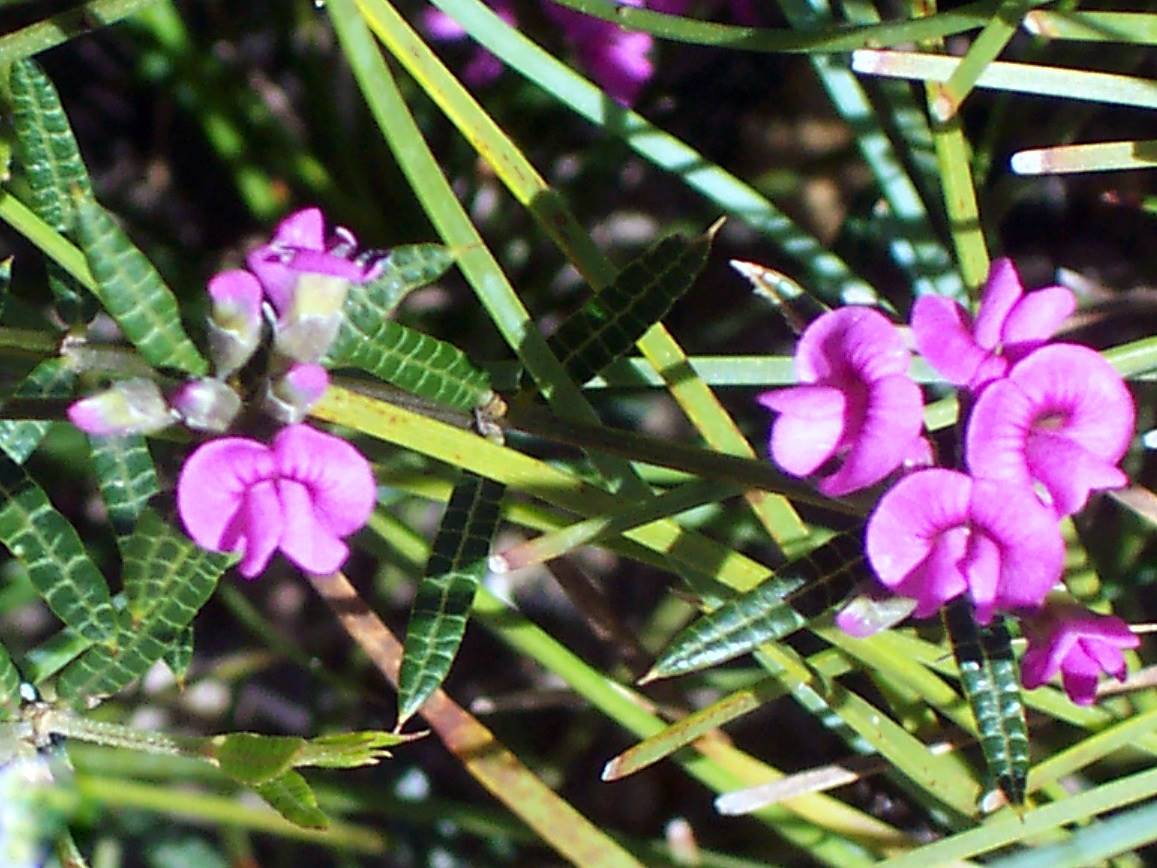 Mirbelia rubiifolia (Heathy Mirbelia)