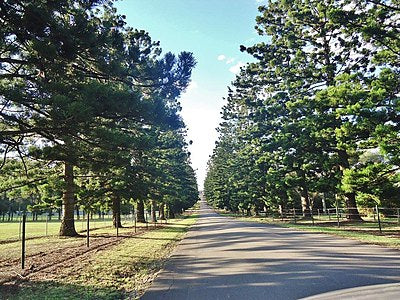 Araucaria Cunninghamii (Hoop Pine)
