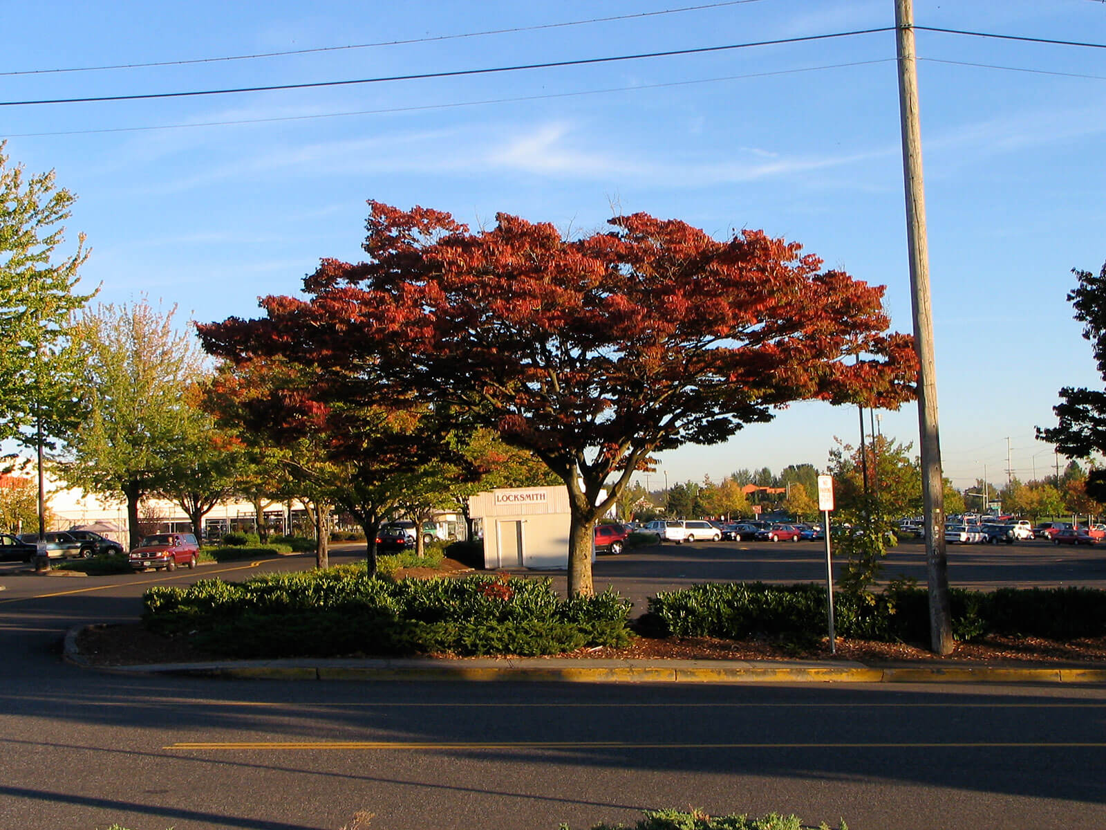 Zelkova Serrata 'Schmidtlow' Wireless™ (Wireless™ Japanese Zelkova)