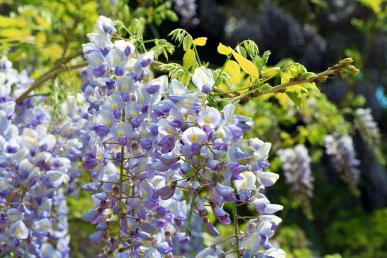 Wisteria floribunda ‘Macrobotrys’ – Japanese Wisteria