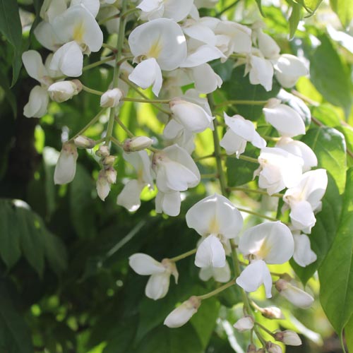 Wisteria Brachybotrys ‘Shiro-kapitan’ (White Silky Wisteria)