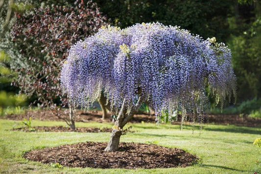 Wisteria Floribunda (Japanese Wisteria)
