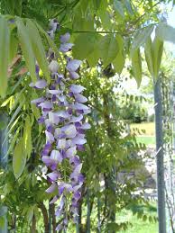 Wisteria Floribunda (Japanese Wisteria)
