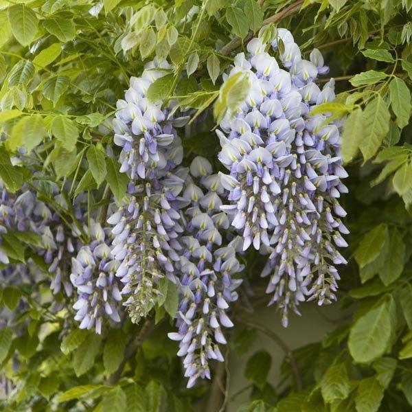 Wisteria Macrostachya ‘Bayou 2 O’Clock’ (Kentucky Wisteria)