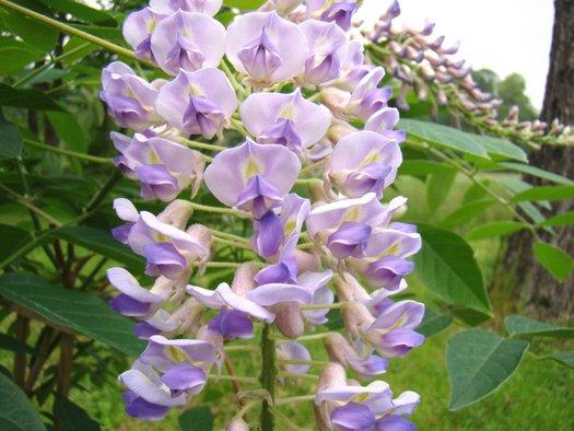 Wisteria Macrostachya ‘Bayou 2 O’Clock’ (Kentucky Wisteria)