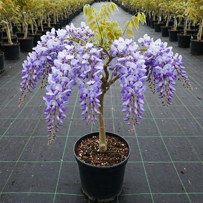 Wisteria Sinensis (Chinese Wisteria) Tripod