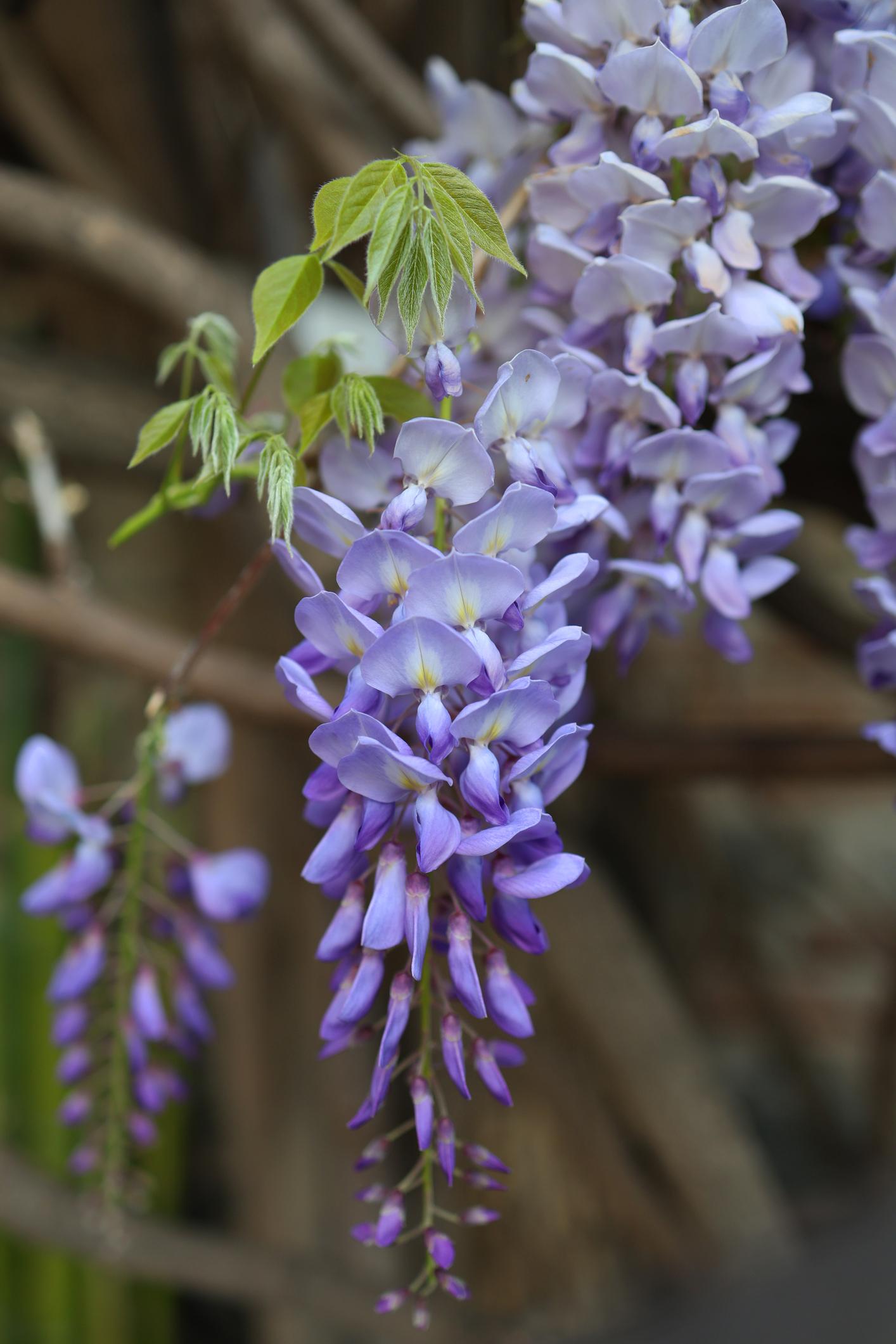 Wisteria Sinensis (Chinese Wisteria) Tripod