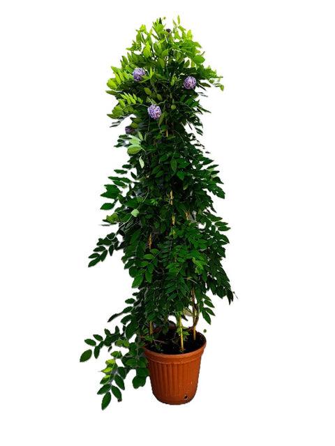 Wisteria (Assorted Wisteria) Tripod
