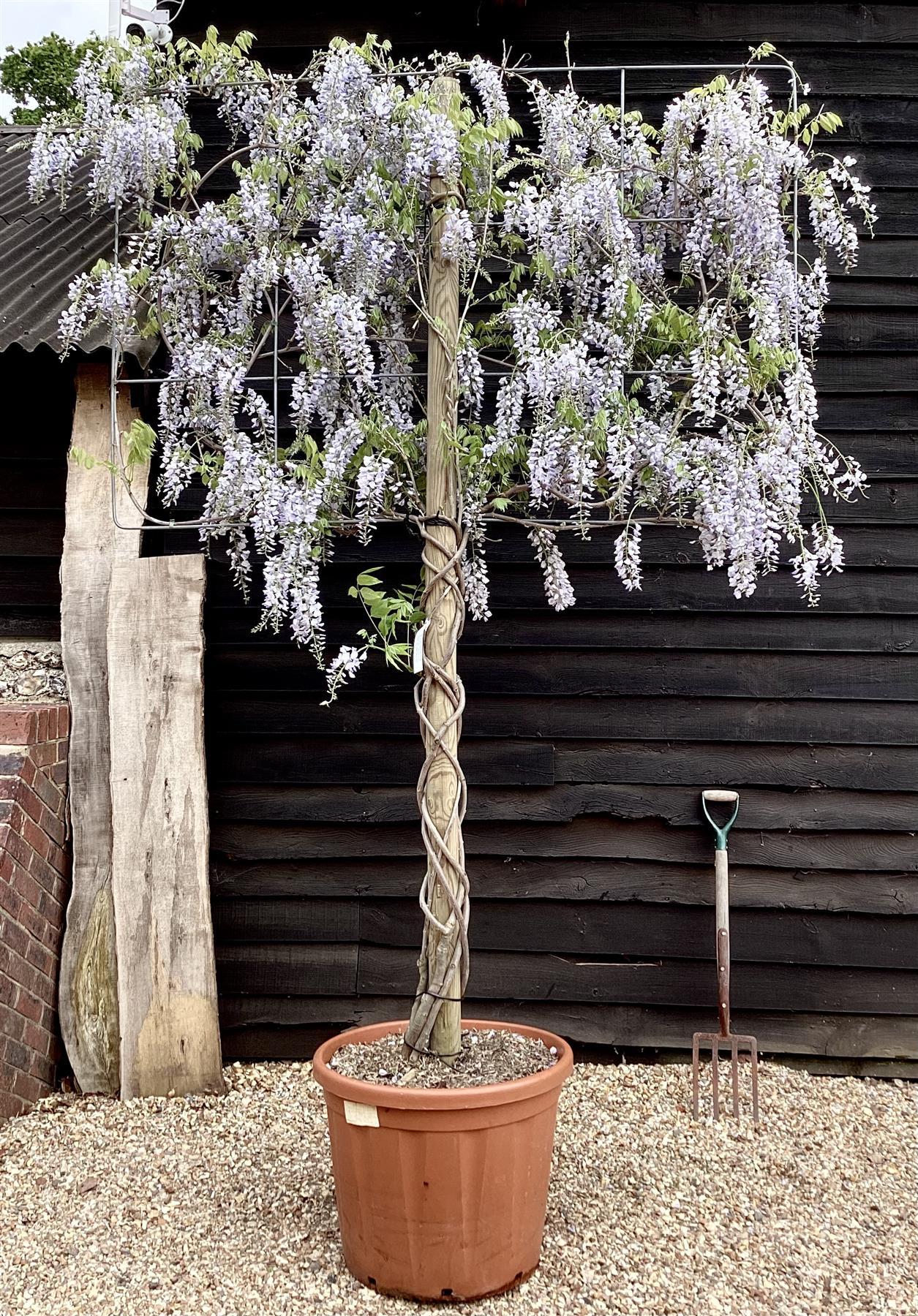 Wisteria (Assorted Wisteria) Tripod