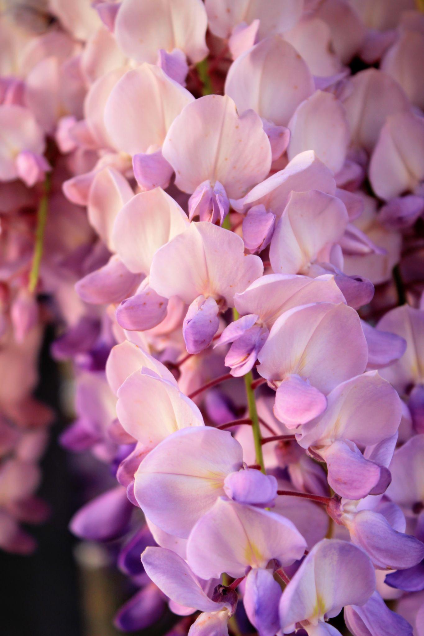 Wisteria (Assorted Wisteria) Tripod