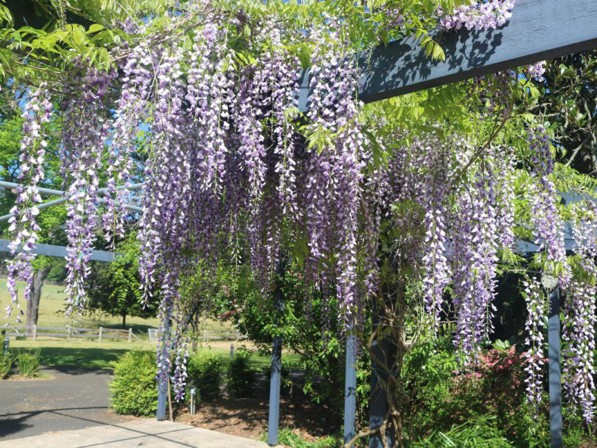 Wisteria Floribunda ‘Purple Patches’ (Japanese Wisteria)