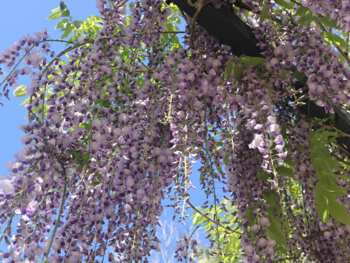 Wisteria Floribunda ‘Purple Patches’ (Japanese Wisteria)