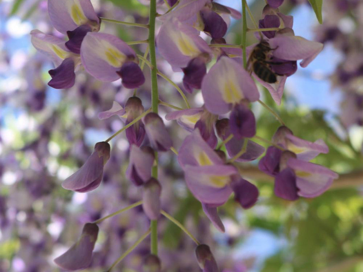 Wisteria Floribunda ‘Purple Patches’ (Japanese Wisteria)