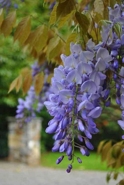 Wisteria Floribunda ‘Purple Patches’ (Japanese Wisteria)