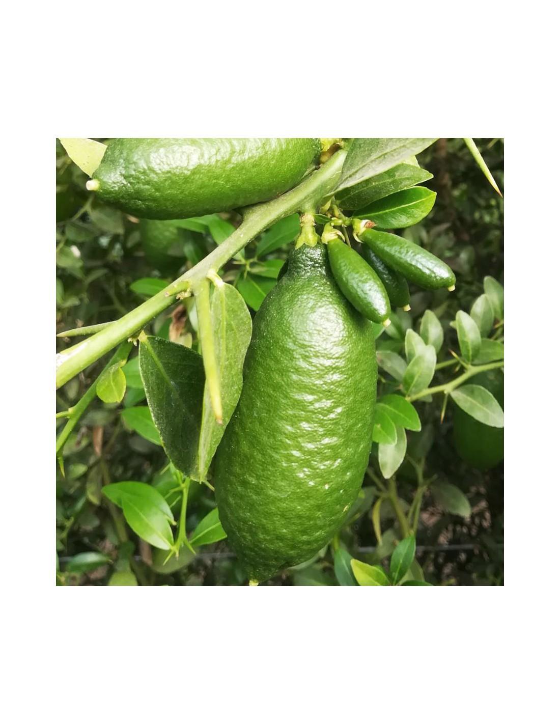 Citrus australasica 'Green Sapphire' (Green Sapphire Finger Lime)