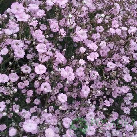 Gypsophila ‘Festival Pink’ (Pink Baby’s Breath)