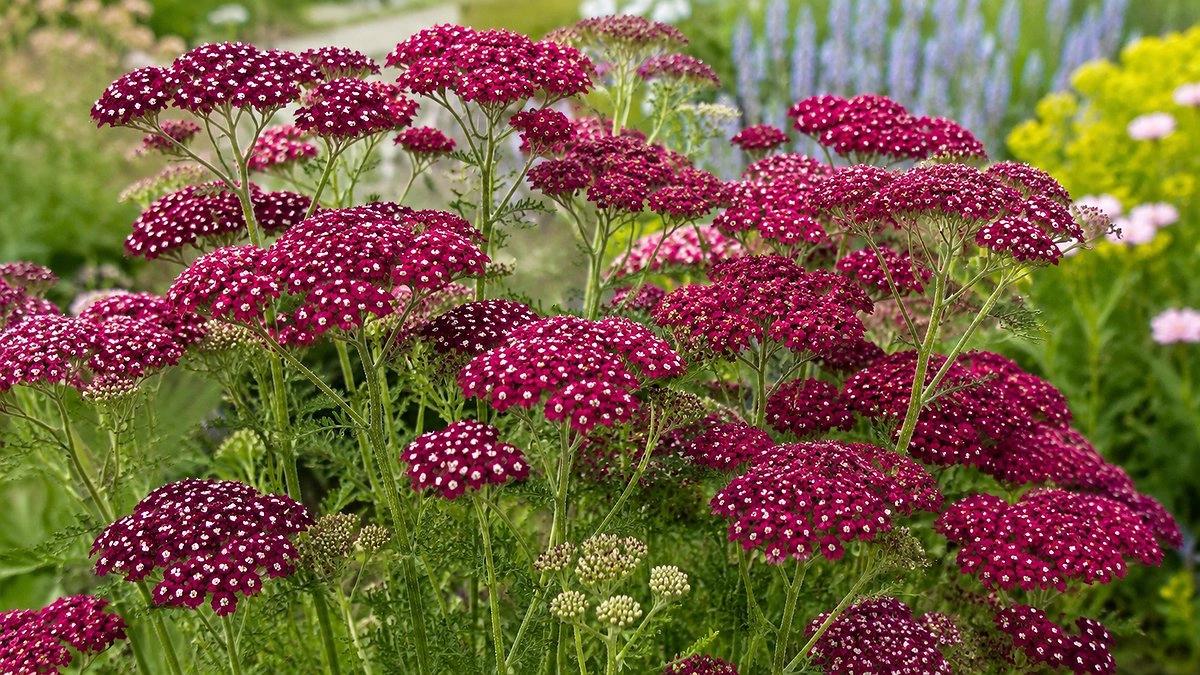 Achillea Millefolium 'Cassis' (Cassis Yarrow)
