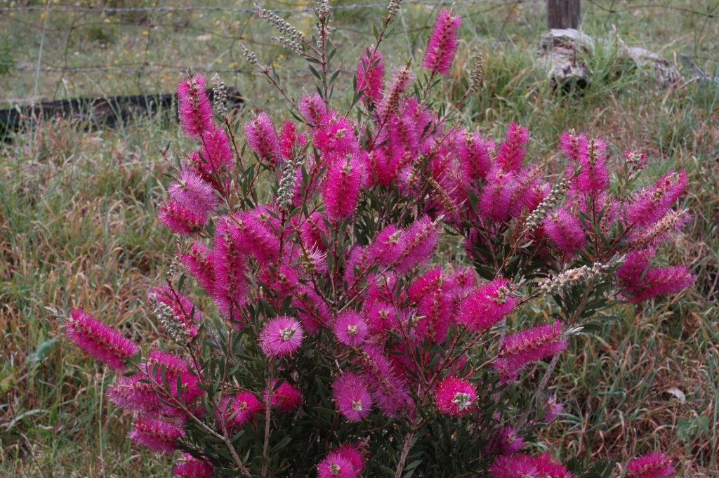 Callistemon ‘Purple Splendour’ (Purple Splendour Bottlebrush)
