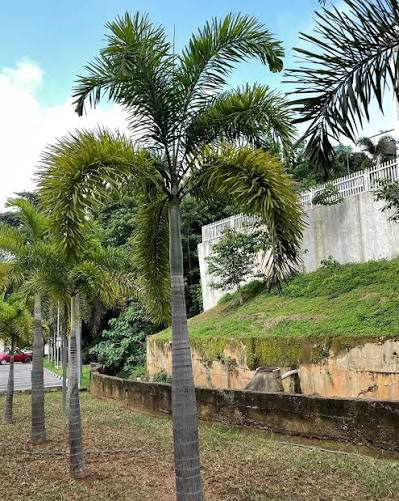 Wodyetia Bifurcata (Foxtail Palm)