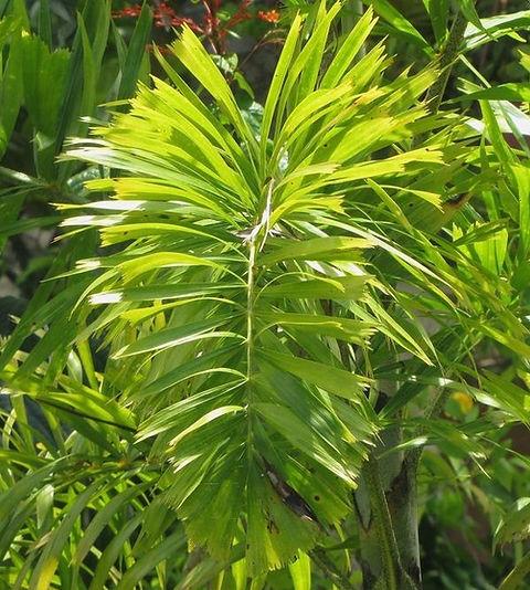 Wodyetia Bifurcata (Foxtail Palm)