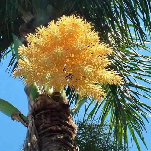Wodyetia Bifurcata (Foxtail Palm)
