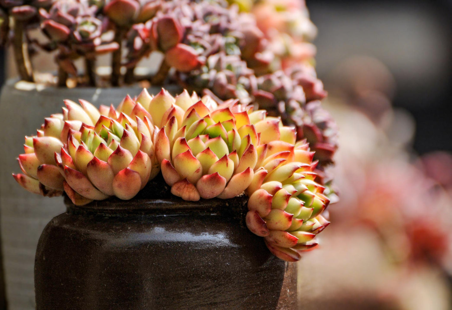 Succulents Assorted (Mixed Succulent Collection)