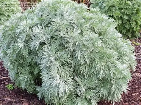 Artemisia Arborescens (Wormwood Tree)
