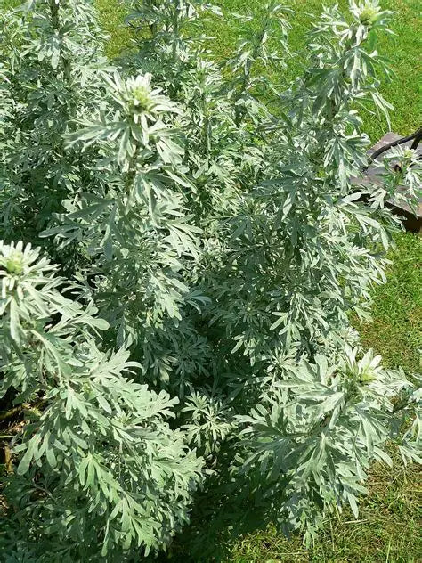 Artemisia Arborescens (Wormwood Tree)