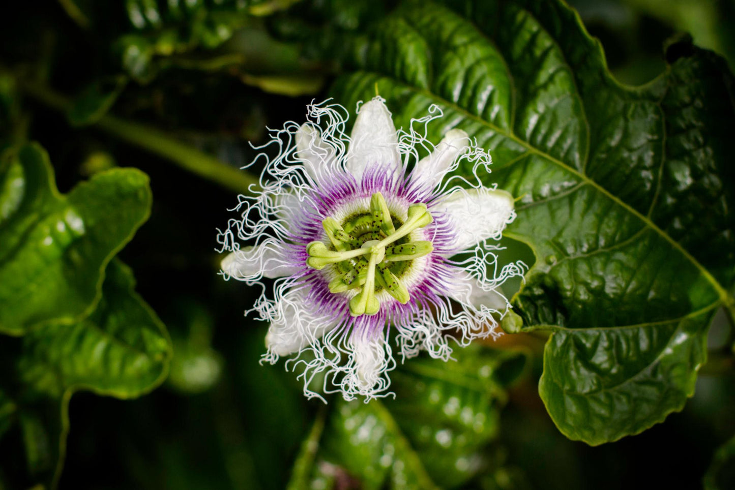 Passiflora Edulis ‘Norfolk Black’ (Norfolk Black Passionfruit)
