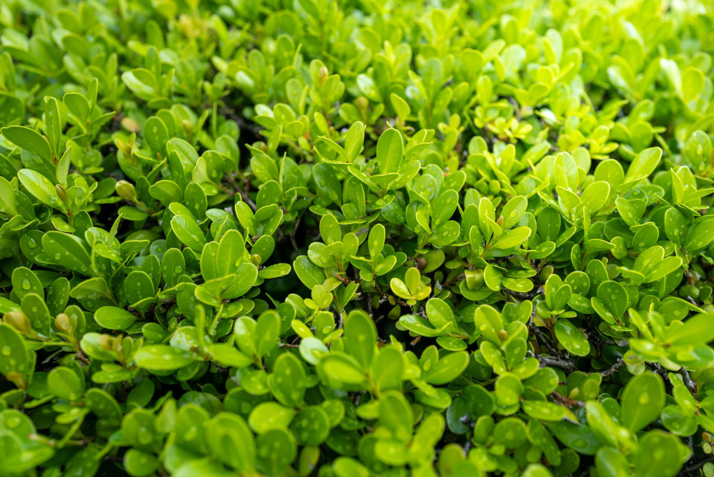 Buxus Microphylla var. Japonica 'Green Beauty' (Japanese Boxwood)
