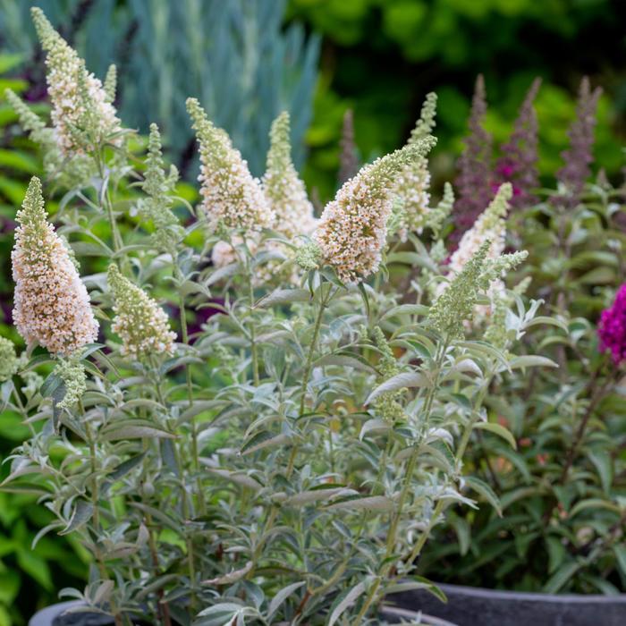 Buddleja davidii ‘Buzz® Ivory’ (Dwarf Butterfly Bush)