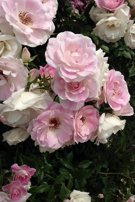Rosa 'Blushing Pink Iceberg' Mini Standard (Floribunda Rose)