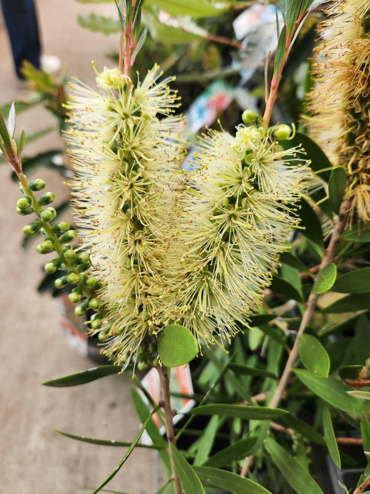 Callistemon spp. ‘CNU01’ Icy Burst™ (Icy Burst Bottlebrush)