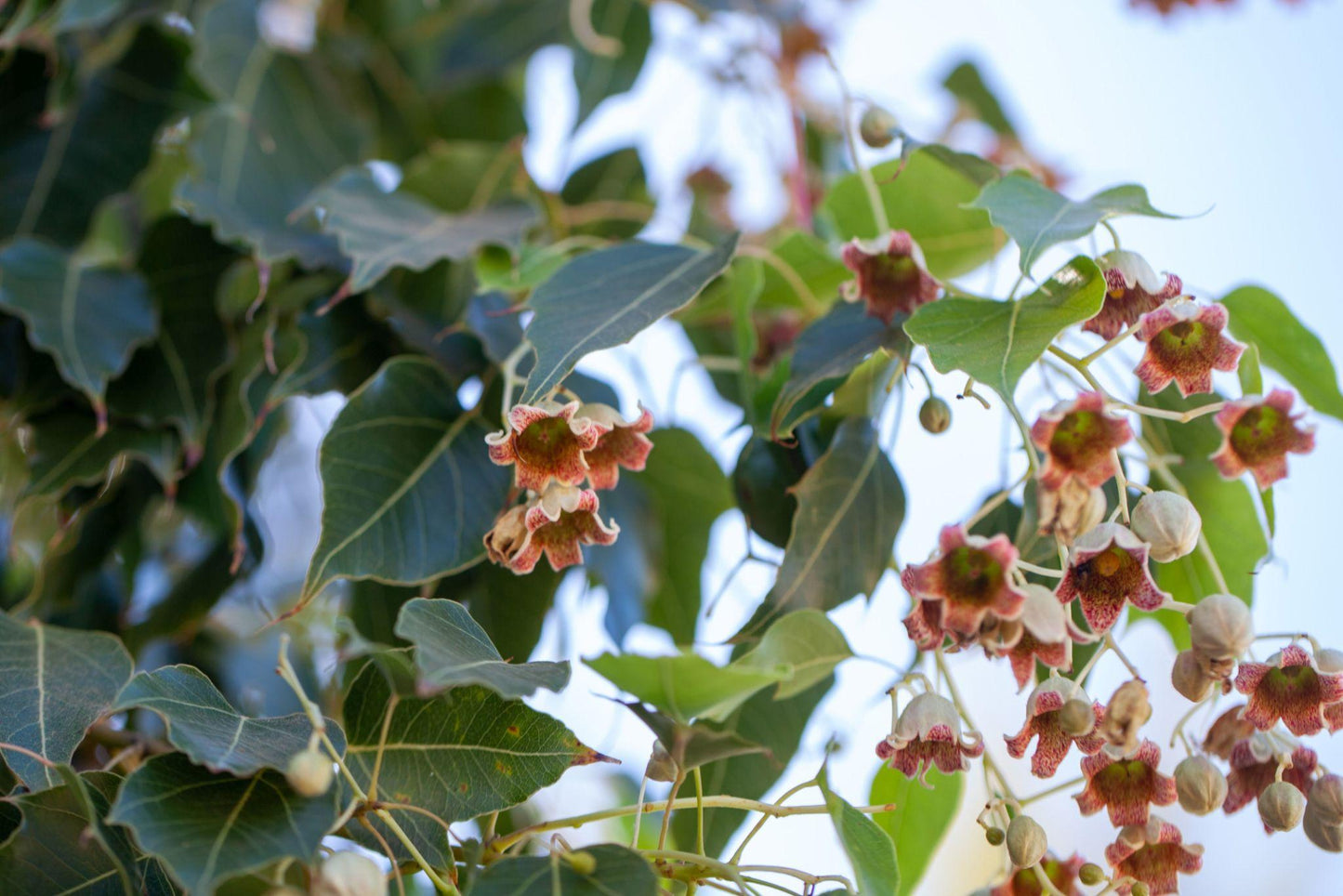 Brachychiton Populneus (Kurrajong)