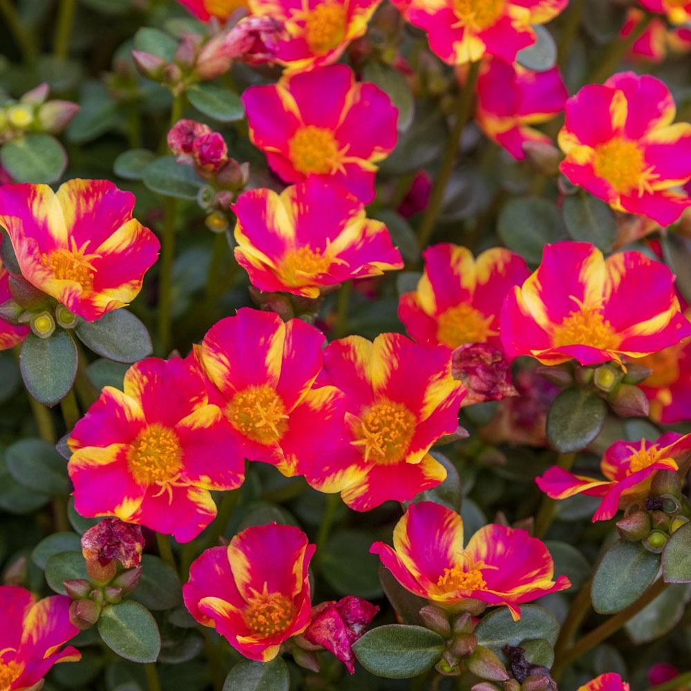 Portulaca oleracea ‘Pazzaz™ Pink Twist’ (Pink Twist Purslane)
