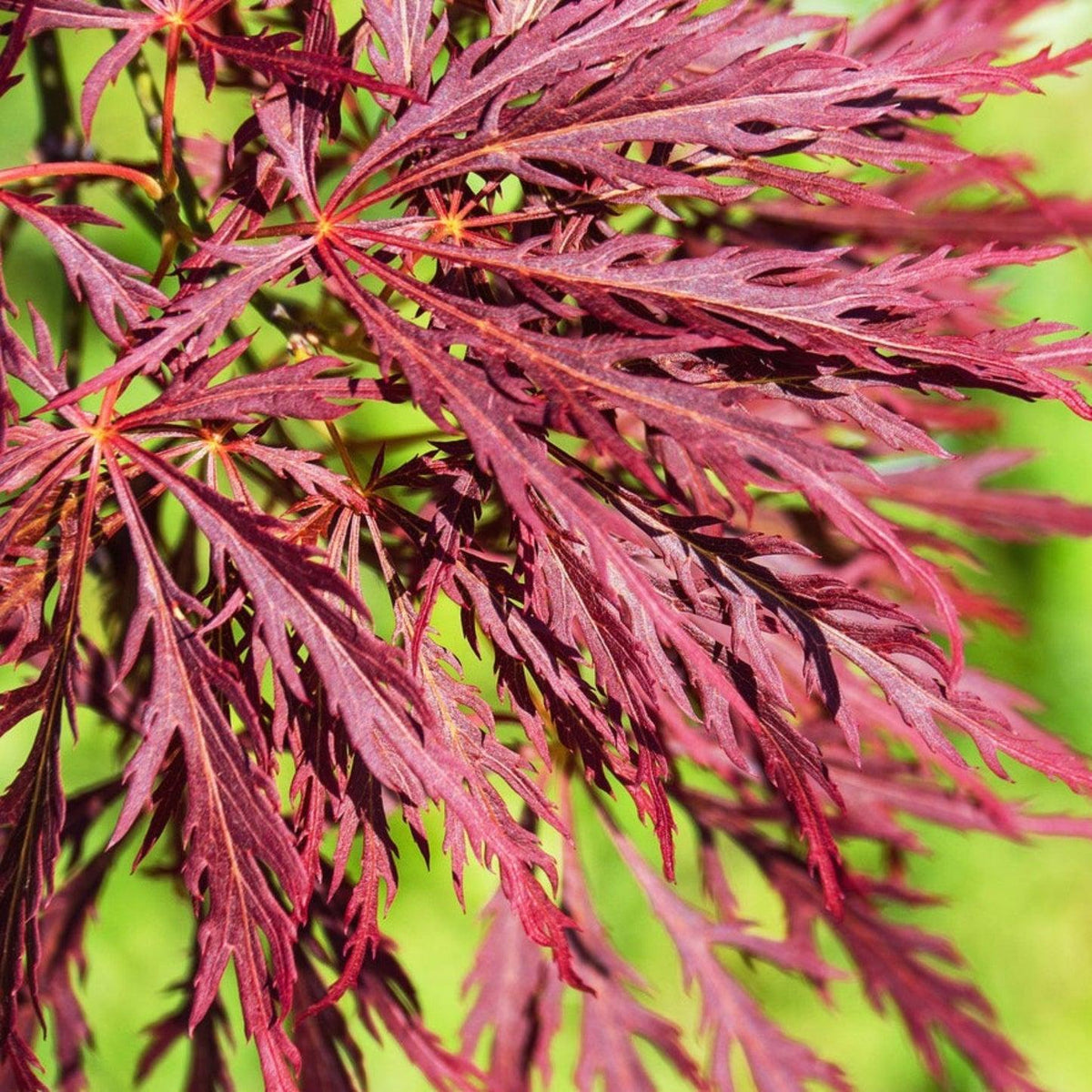 Acer Palmatum Dissectum 'Inaba Shidare' (Weeping Japanese Maple)