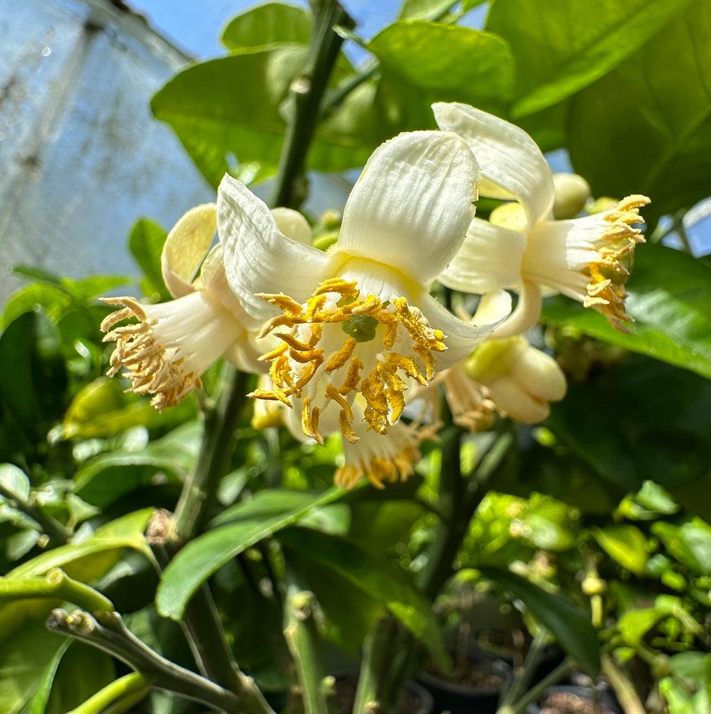 Citrus Maxima (Pummelo) Grafted
