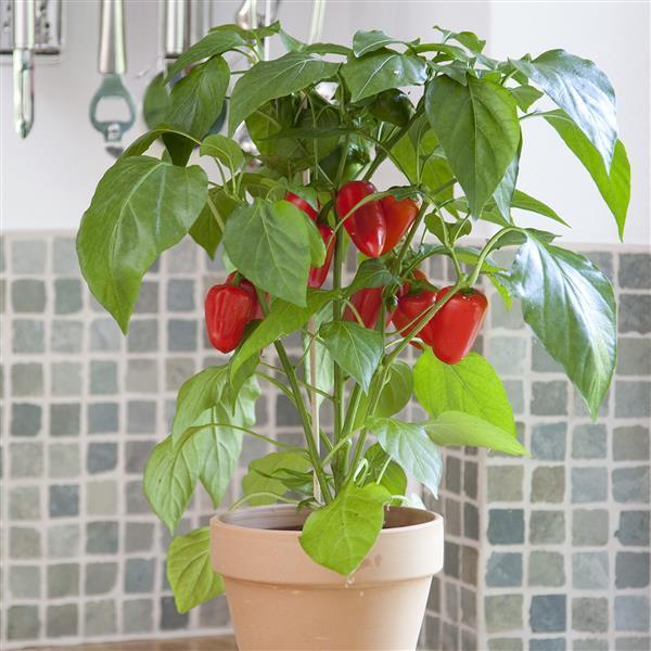 Capsicum annuum 'Snack Red' (Snack Red Capsicum)