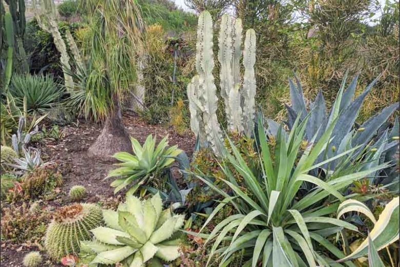Euphorbia ammak ‘Variegata’ (Candelabra Spurge)