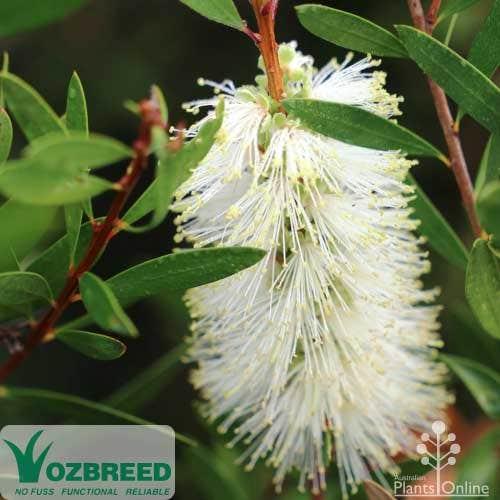 Callistemon spp. ‘CNU01’ Icy Burst™ (Icy Burst Bottlebrush)