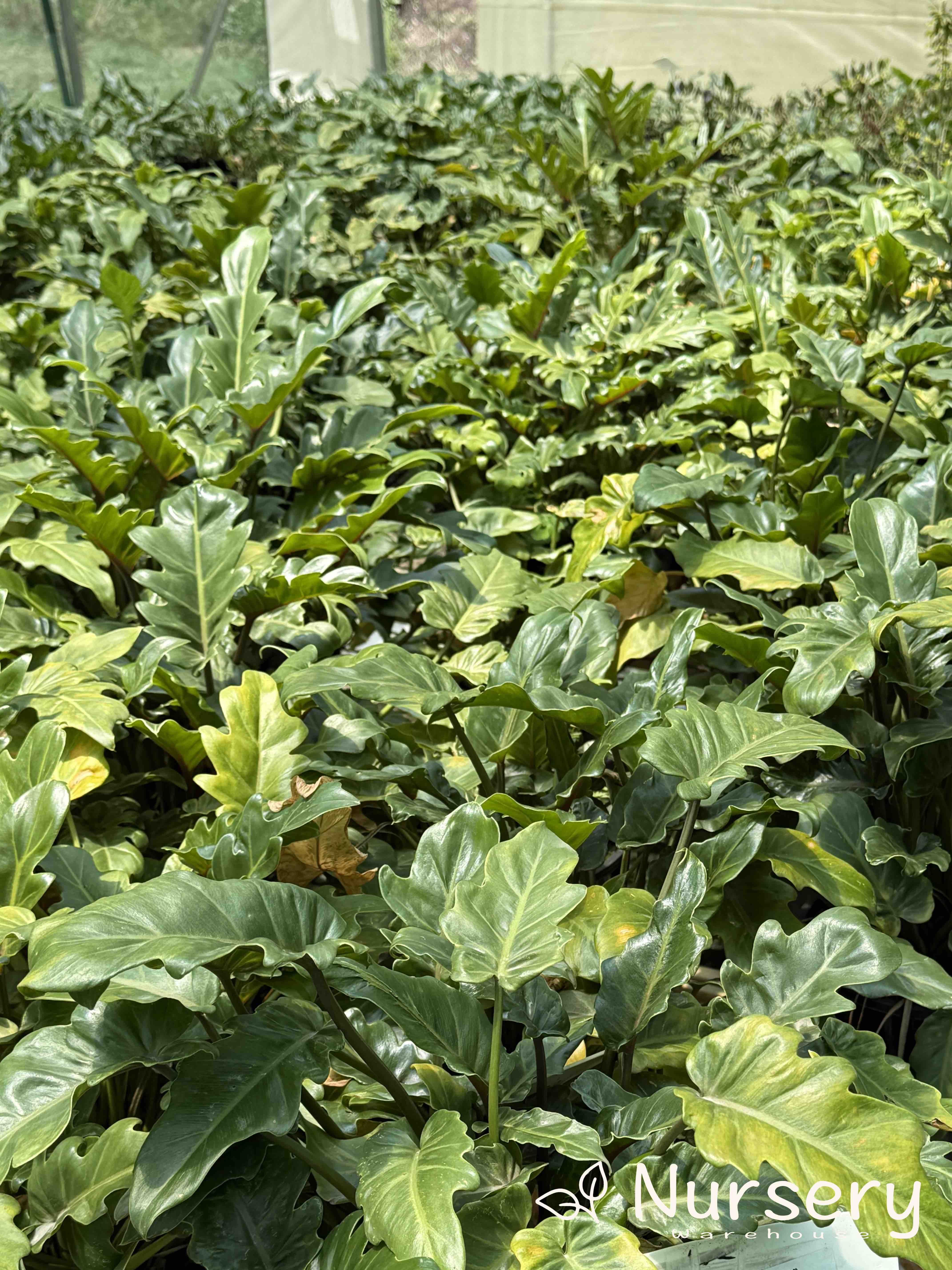 Philodendron Xanadu (end of batch)